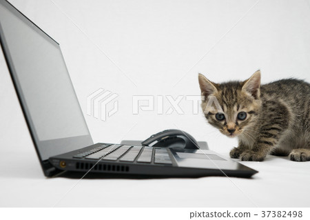 Kitten using a laptop 37382498