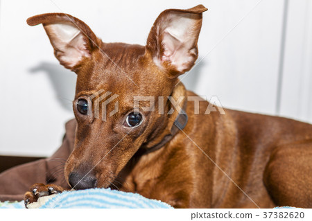 Portrait of red miniature pinscher Portrait of red miniature pinscher 37382620