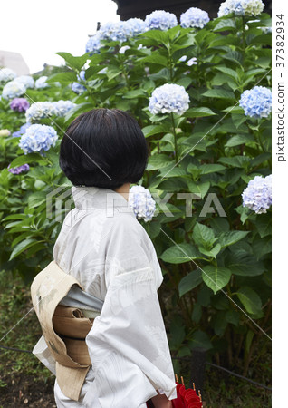 和服繡球花b 37382934