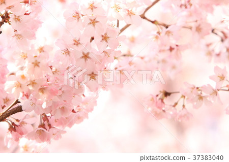 Cherry blossoms (Edo shore) Cherry blossoms (Edo shore) 37383040