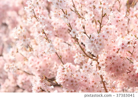 Cherry blossoms (Edo shore) 37383041