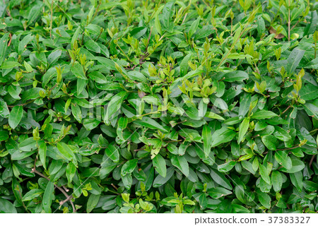 Background of green leaves 37383327