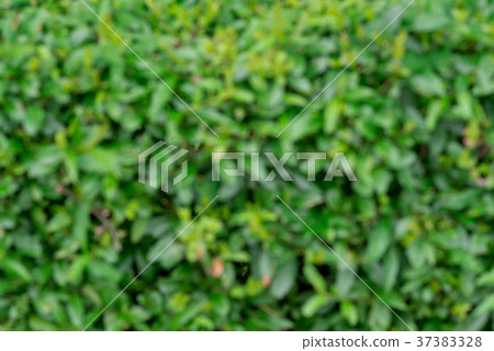 Background of green leaves Background of green leaves 37383328
