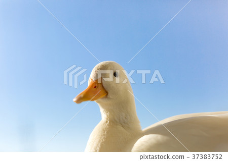 Cole Duck 37383752