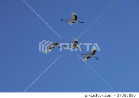 Dandruff crane flying over the sky 37383880