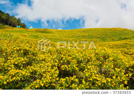 Field of Mexican sunflowers at Doi Mae U Kor Field of Mexican sunflowers at Doi Mae U Kor 37383933