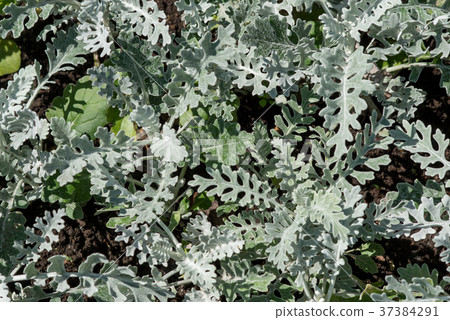 Spring flowers - white flower jasmine. Spring flowers - white flower jasmine. 37384291