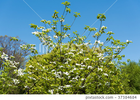 Dogwood (flower wood) Dogwood (flower wood) 37384684