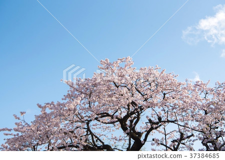 Cherry blossoms in full bloom and blue sky Cherry blossoms in full bloom and blue sky 37384685