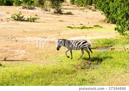 Herd of zebras grazing in the savannah Herd of zebras grazing in the savannah 37384898