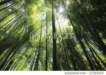  竹林 37385058