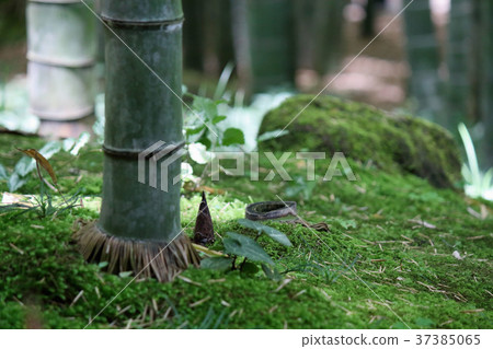 Bamboo shoots Bamboo shoots 37385065