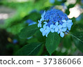 Hydrangea blue 37386066