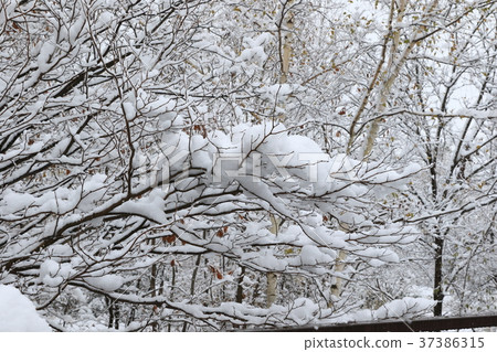北海道 下雪 北海道 下雪 37386315
