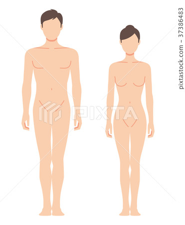 Male and female body facing forward (no main line) - Stock Illustration  [37386483] - PIXTA