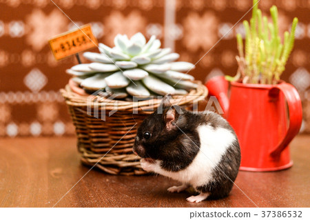 倉鼠 倉鼠 37386532