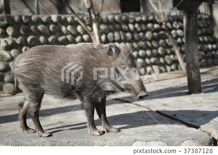 boar boar 37387128
