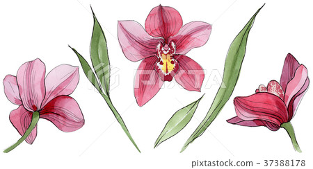 Wildflower orchid flower in a watercolor style Wildflower orchid flower in a watercolor style 37388178