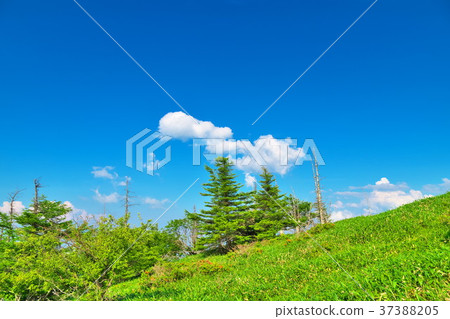 Migahara高原木板路 37388205