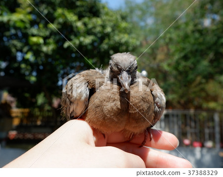Closed up of Spotted dove or Spotted turtle dove 37388329