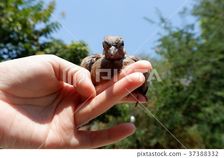 Closed up of Spotted dove or Spotted turtle dove Closed up of Spotted dove or Spotted turtle dove 37388332