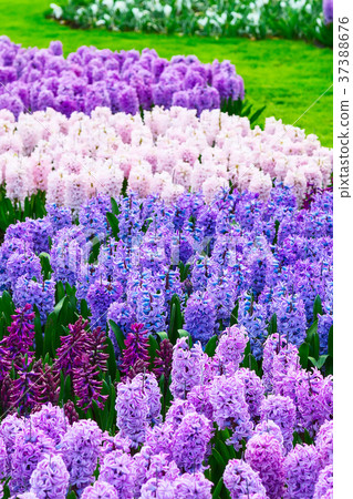 Colorful hyacinth flowers blossom in spring garden 37388676