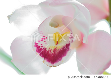 Yoran Simpisium Spring Festival Yoran Simpisium Spring Festival 37388684