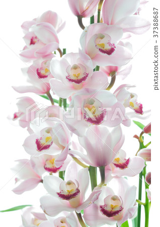 Yoran Simpisium Spring Festival Yoran Simpisium Spring Festival 37388687