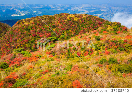 Autumn leaves from Unzen Fugendake Autumn leaves from Unzen Fugendake 37388740
