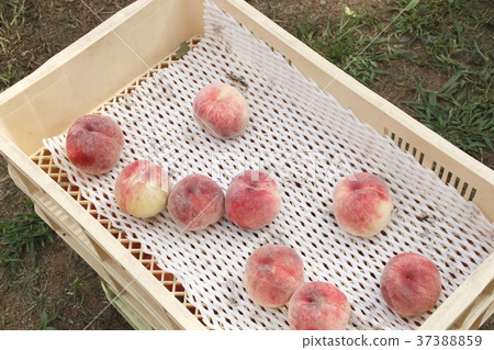 預約“桃子” 37388859