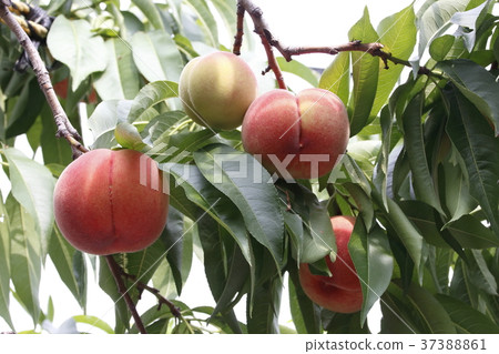 果味桃樹 果味桃樹 37388861