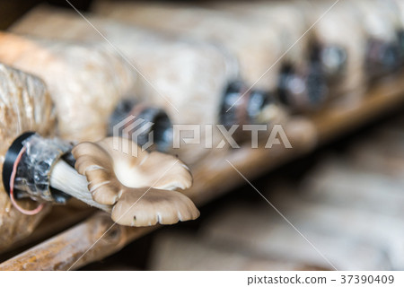 Fresh Angel mushrooms grow in nursery room 37390409