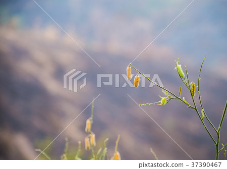 Yellow dried indian hemp with mountain view Yellow dried indian hemp with mountain view 37390467