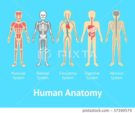 Cartoon Color Human Anatomical System Card Poster 37390579