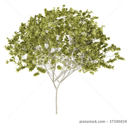 norway maple tree isolated on white background 37390839