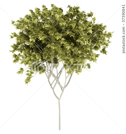 norway maple tree isolated on white background norway maple tree isolated on white background 37390841