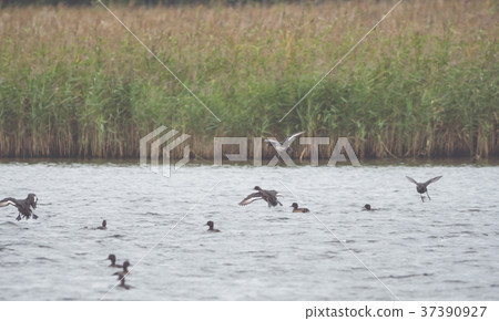 Many ducks swim and fly on the water 37390927