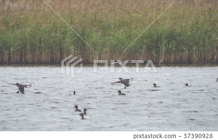 Many ducks swim and fly on the water 37390928