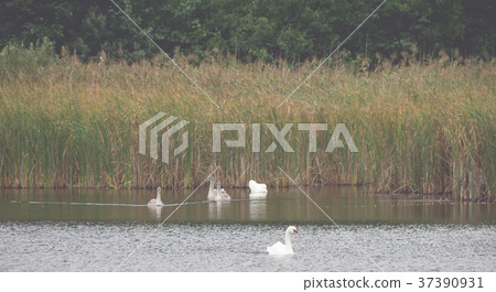 Beautiful swans swim outdoors on a lake 37390931