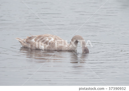 A beautiful swan is swimming on a lake 37390932