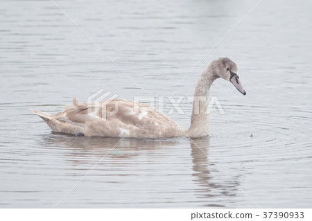 A beautiful swan is swimming on a lake 37390933