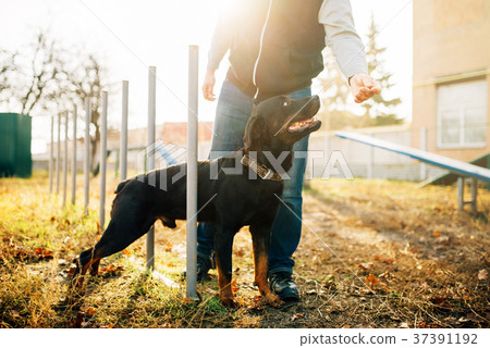 Cynologist with sniffing dog, training outside 37391192