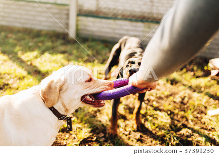 Male cynologist with cop dogs, training outside Male cynologist with cop dogs, training outside 37391230