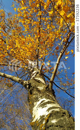 Trunk and branches of birch with yellow leaves  37392236