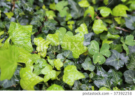 Close-up of wet leaves of plants with water drops 37392258