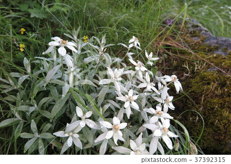 Mineus Snow Grass Mineus Snow Grass 37392315