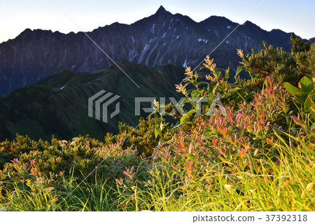 從早上燒的芹澤龍 37392318