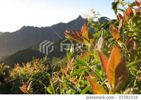 從早上燒的芹澤龍 37392319