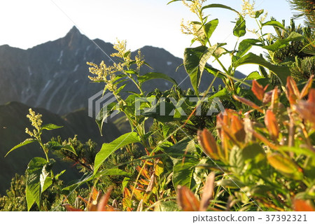 From the morning-burning Serizawa-dake From the morning-burning Serizawa-dake 37392321