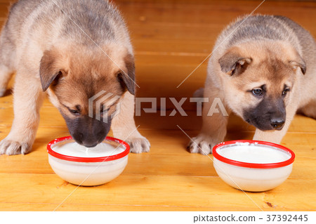 Little cute puppies eat from a bowl. 37392445